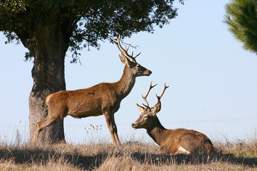 Großwildjagd in Esparragosa de Lares