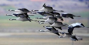 cranes-in-group